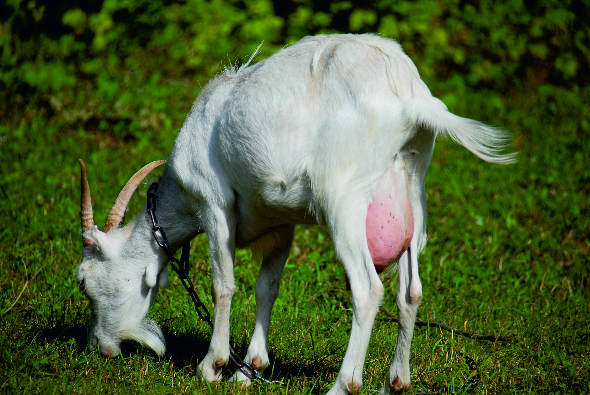 Mleko kozie godne polecenia