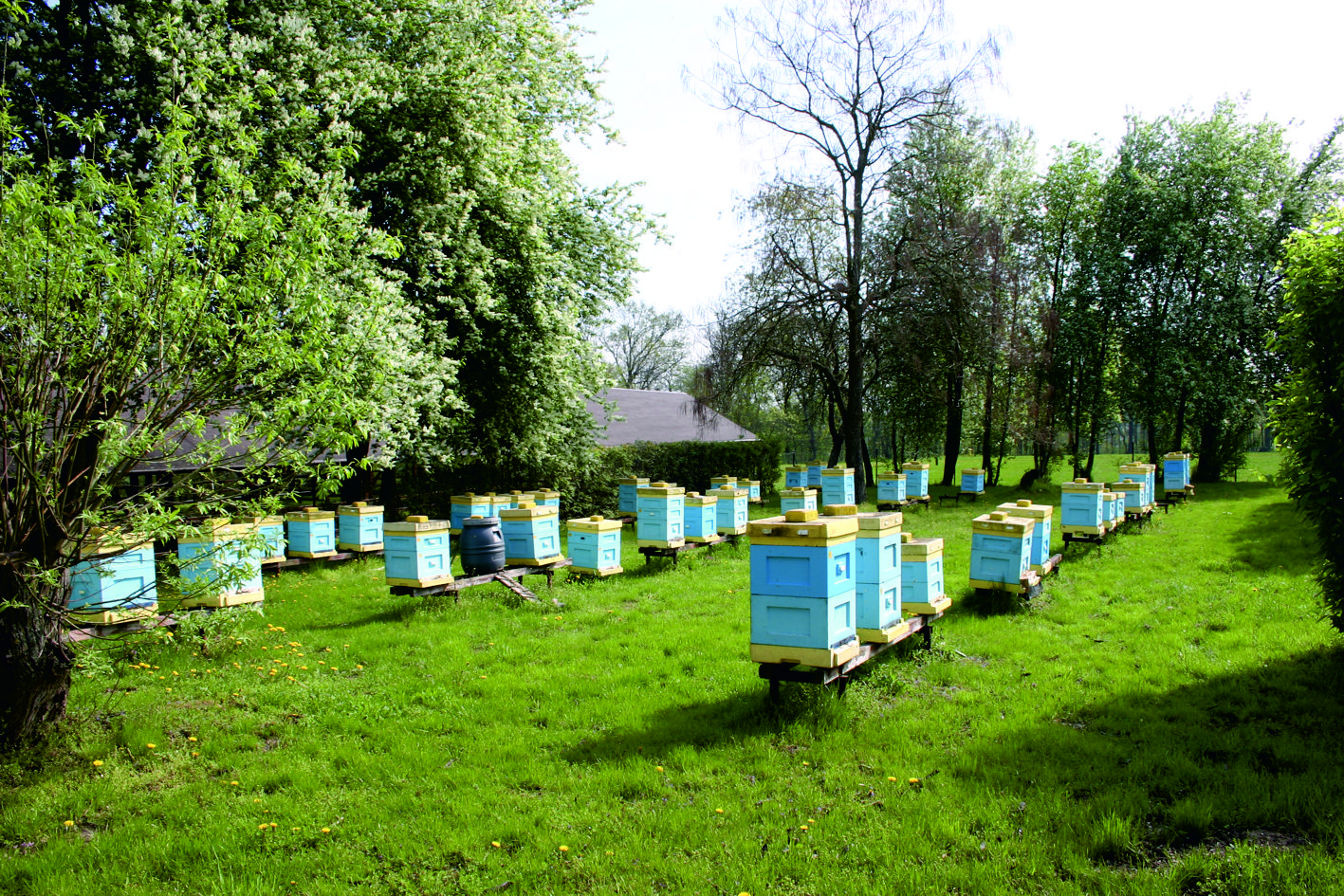 Czy RHD jest dla pszczelarzy?