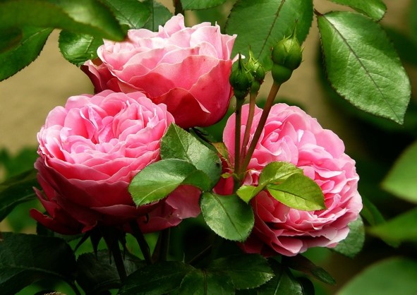 Róże – królowe ogrodów